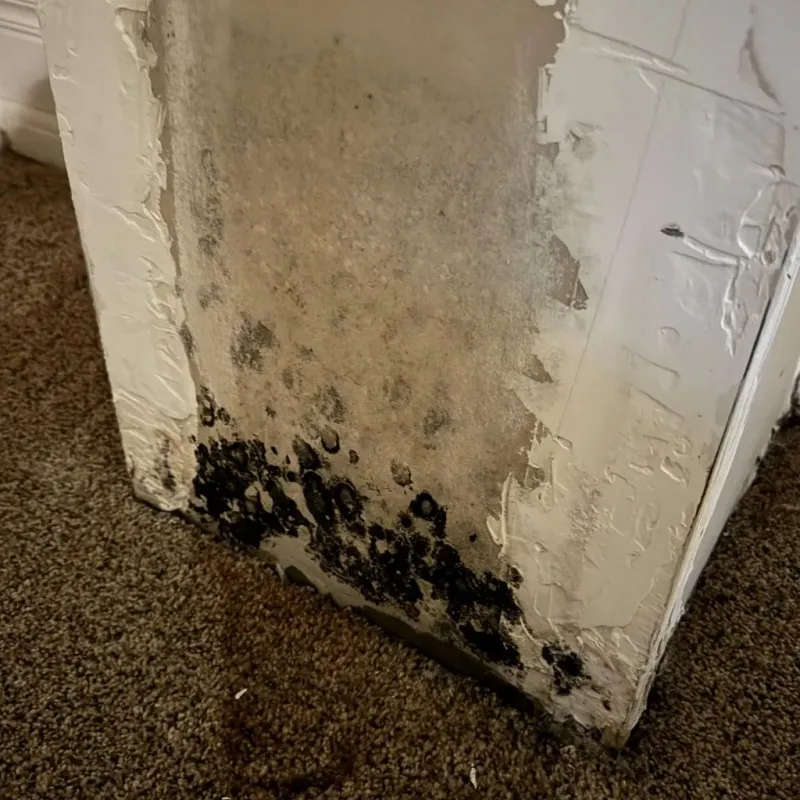 Professional Mold Removal in Sutherlin, OR